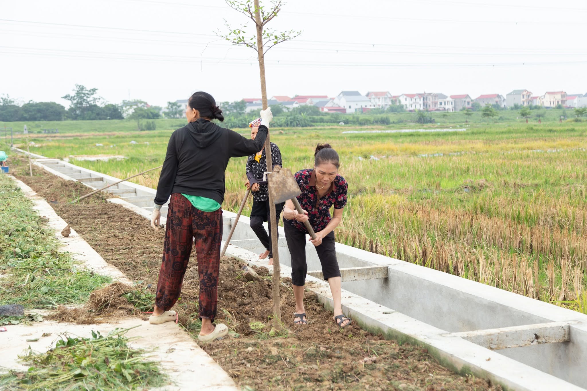 Green Space for All - Ảnh 9
